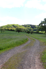 Fototapeta na wymiar Country road with green grass and trees in Germany