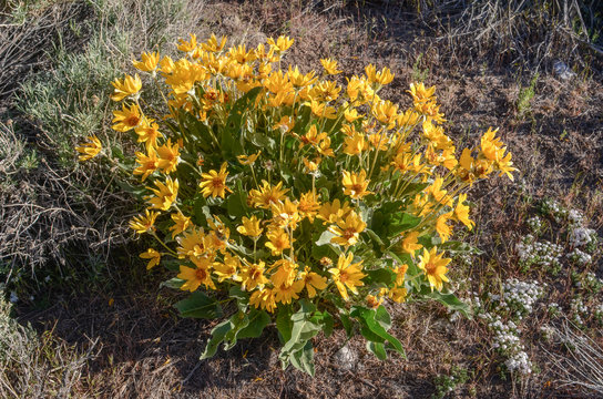 USA, Nevada, Lander County, Toiyabe Range, Austin Summit: Woolly Mule Ears (Wyethia Mollis) Blooms Yellow Atop Austin Summit Along Highway 50, The Loneliest Road In America.