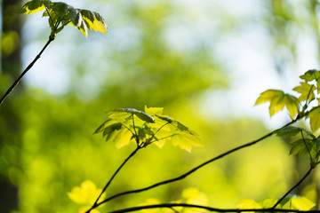Branches and Green Leaves and Blurred Background