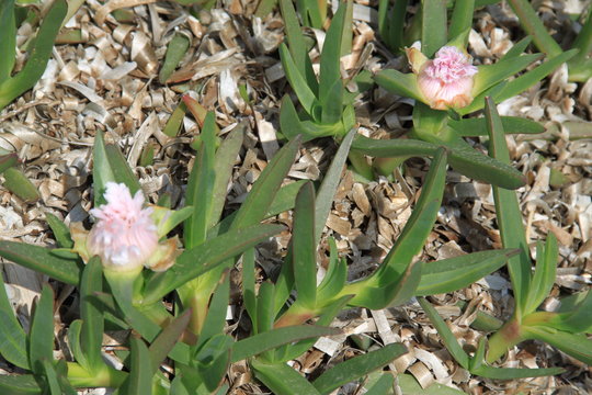 Carpobrotus edulis 