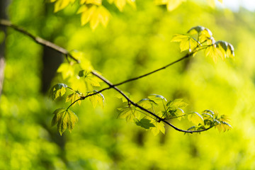 Branches and Green Leaves and Blurred Background