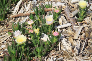 Carpobrotus edulis 