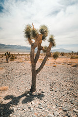 Joshua Tree