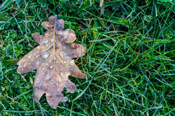 Frosty oak leaf lying on grass