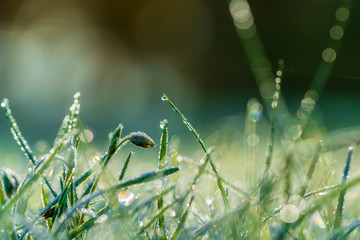 Close up of frozen grass