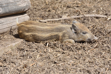 Little young pig lies sleeping on the ground on a sunny day