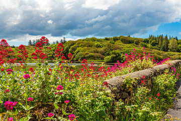 Fototapeta na wymiar Stone fence with beautiful pink and red flowers with Clifden bay in the background, surrounded by trees and green vegetation, spring day with abundant clouds in the province of Connacht, Ireland
