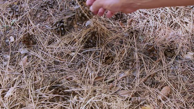 Against the background of needles from a pine, a male hand arranges pine cones on coniferous litter in the forest on a summer day