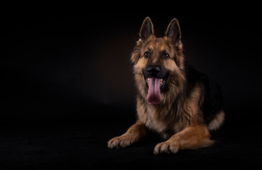 German shepherd sitting with his tongue out in a studio with black background
