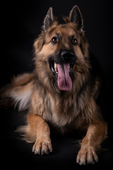 German shepherd sitting with his tongue out in a studio with black background