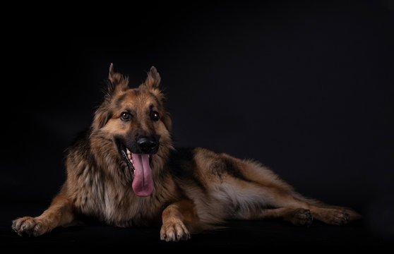 German shepherd lying with his tongue out looking in a studio with black background