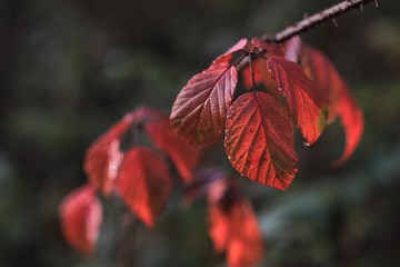 Brombeerblätter in Herbstfärbung