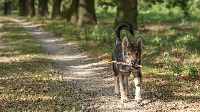 Tamaskan puppy with a wooden stick on a path in the park