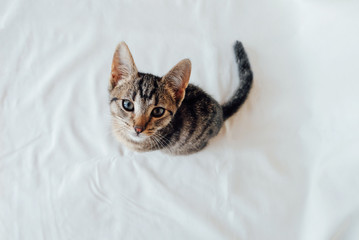 Young European Shorthair cat sitting on white background, top view. Space for text. Mackerel tabby...