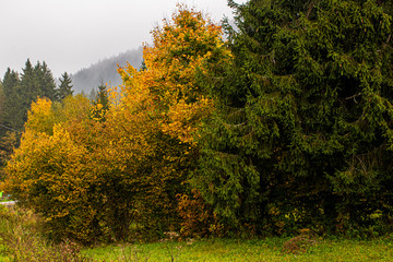 green red yellow trees one