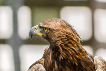 golden eagle resting in his innkeeper