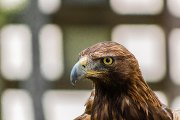 golden eagle resting in his innkeeper