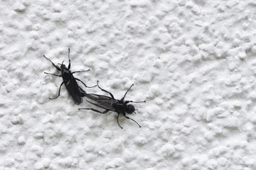 Black winged insect Bibio marci mate on a white wall, closeup