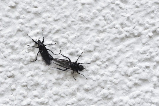 Black winged insect Bibio marci mate on a white wall, closeup