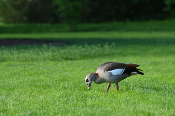 A beautiful gray goose walks on the green grass in spring. Space for text