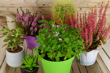 Fototapeta na wymiar Set of different pot plants after watering