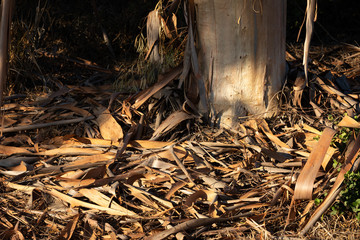 Peeled Eucalyptus bark below a tree