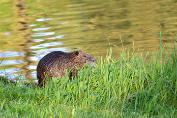 Beautiful nutria with wet hair in the green grass on the background of the pond