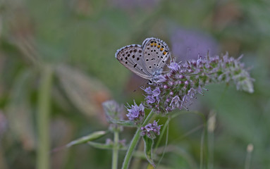 Himalayan blue butterfly (Pseudophilotes vicrama)