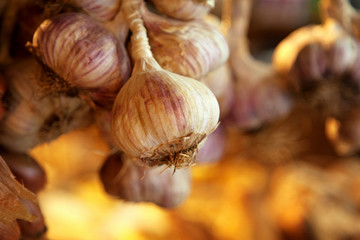 Hanging Garlic Bulbs