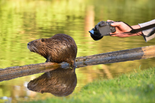 Beautiful wet nutria poses without fear and the photographer takes pictures of it with a camera. Hand of a man with a camera photographs an animal nutria over water