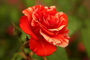 Beautiful blossom red white roses in the gardens.