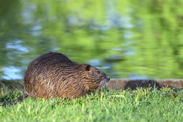 Beautiful nutria with wet hair in the green grass on the background of the pond
