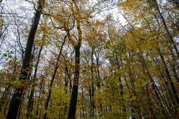 Obraz premium Wanderung im Wiehengebirge bei Lübbecke. Der Herbst in seinen schönsten Farben.