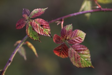 Brombeerblätter Close up, makro im Herbst