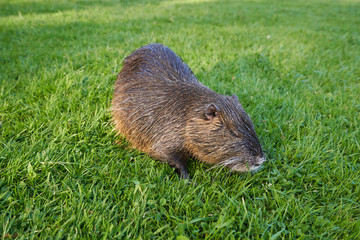 Beautiful and wet nutria sits in the green grass in a city park