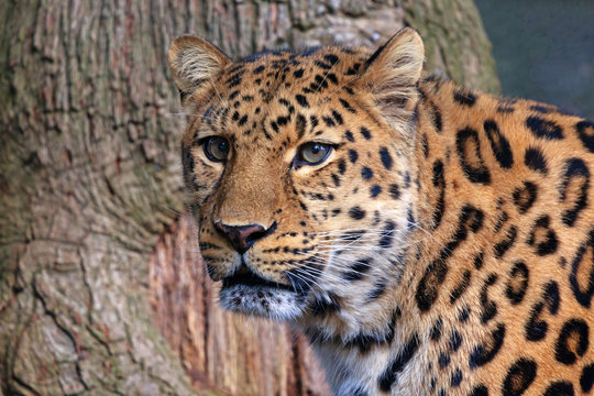 Leopard face 3