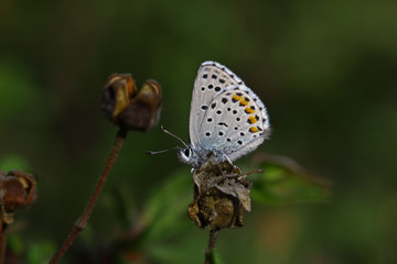 Himalayan blue butterfly (Pseudophilotes vicrama)