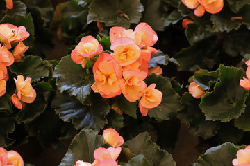Colorful Begonia Flower ;Begonia , hiemalis Solenia