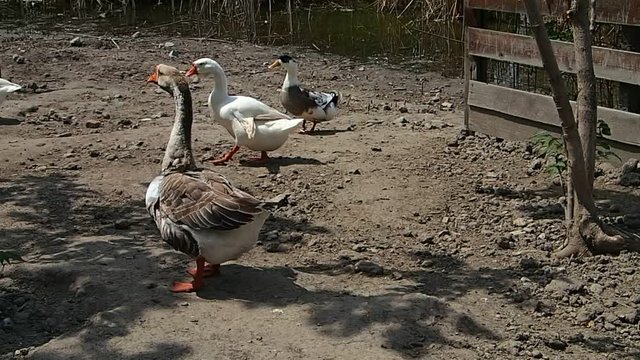 Geese on the grond