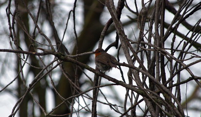 Birds in Lake Kerkini National Park