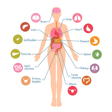 Internal Organs of the Human Body Anatomical Chart at