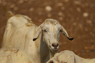 white colored goat