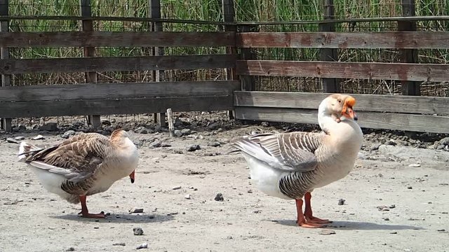 Geese on the grond