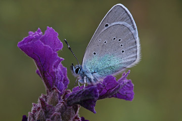Bream butterfly (Glaucopsyche alexis)