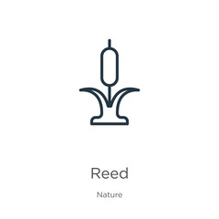 Reed icon. Thin linear reed outline icon isolated on white background from nature collection. Line vector reed sign, symbol for web and mobile