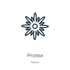Protea icon. Thin linear protea outline icon isolated on white background from nature collection. Line vector protea sign, symbol for web and mobile