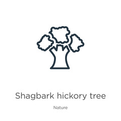 Shagbark hickory tree icon. Thin linear shagbark hickory tree outline icon isolated on white background from nature collection. Line vector shagbark hickory tree sign, symbol for web and mobile