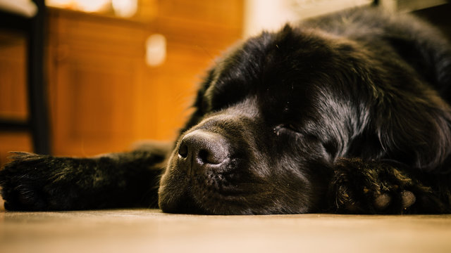 schlafender Hund