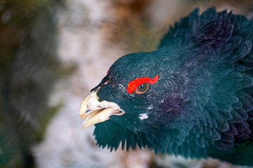 Auerhahn - Auerhuhn - Alpen - Allgäu 