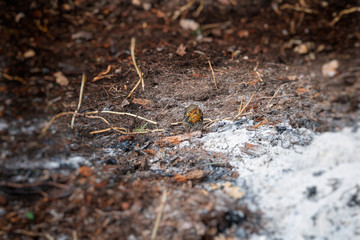 Rouge gorge trempé par les lances des pompiers mais sauvé des flammes posé dans les cendres d'une forêt incendiée survivant d'un feu de forêt